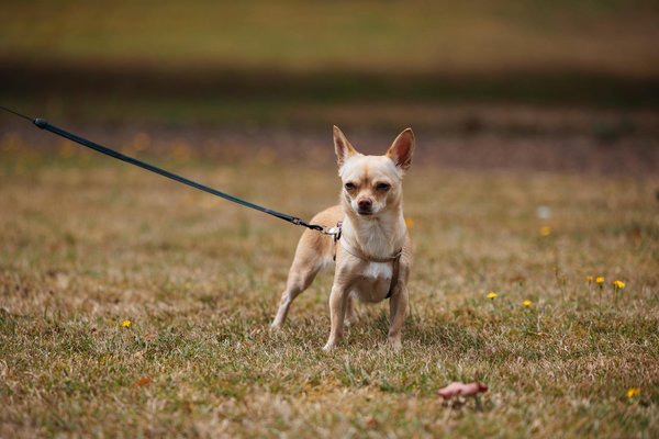 ¿Cuáles son los beneficios de la terapia de masaje en gatos?