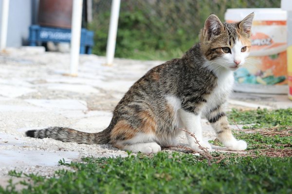 ¿Cómo puedo ayudar a mi perro a lidiar con una mudanza a un nuevo hogar?